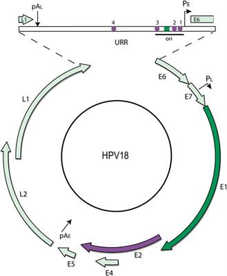 Multiple Roles of Brd4 in the Infectious Cycle of Human Papillomaviruses